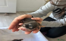 Cocker Spaniel dogs for sale: ✨show type cocker spaniel✨ - Image 8