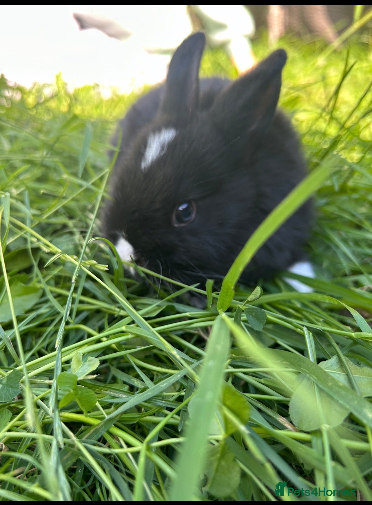 Mini Lop rabbits Netherland dwarf ONE girl left!! - Advert 19