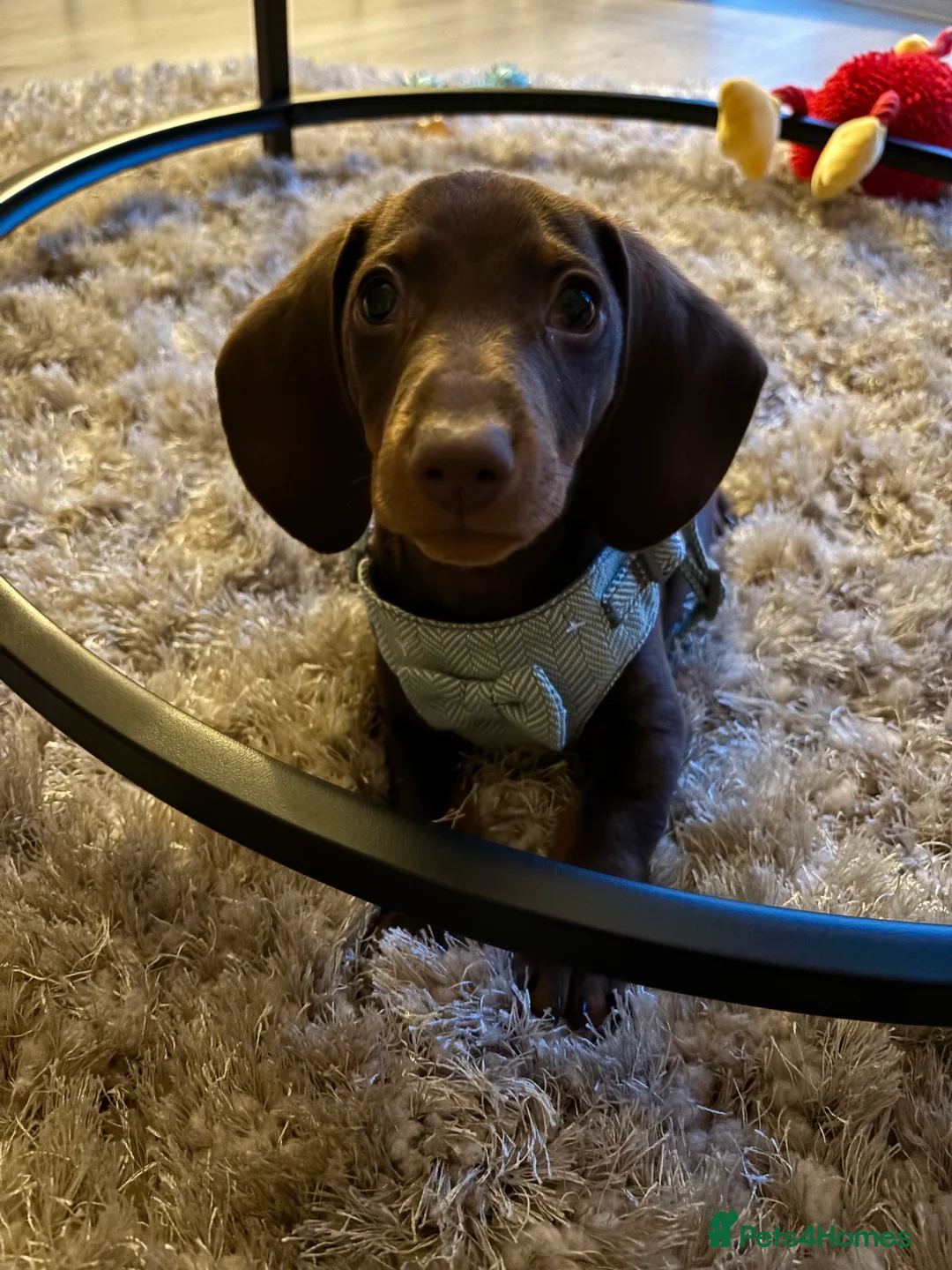 Dachshund dogs for stud: Richmond the stud  - Advert 15