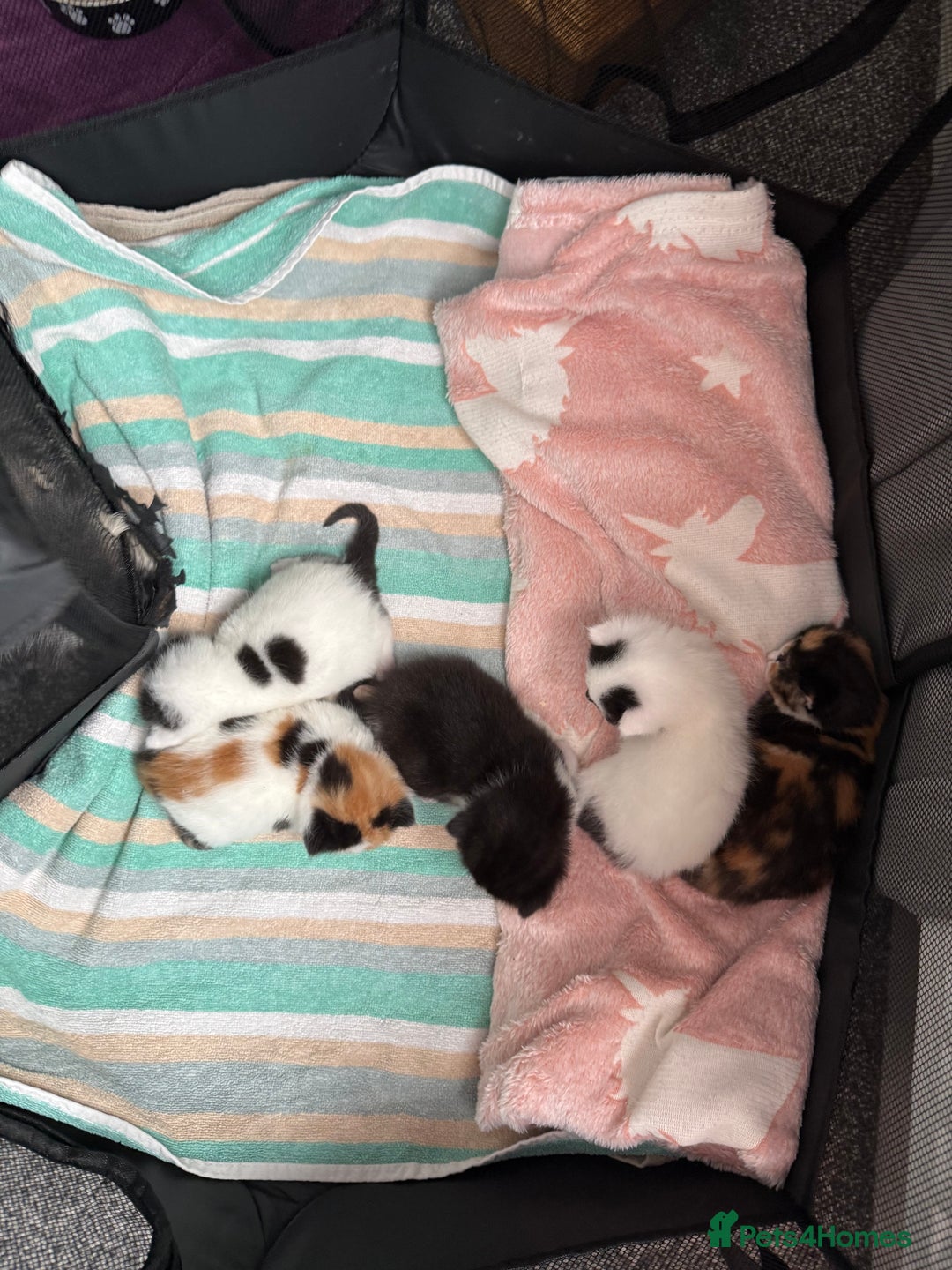 British Shorthair cats for sale: 4 Kittens for sale - Image 20