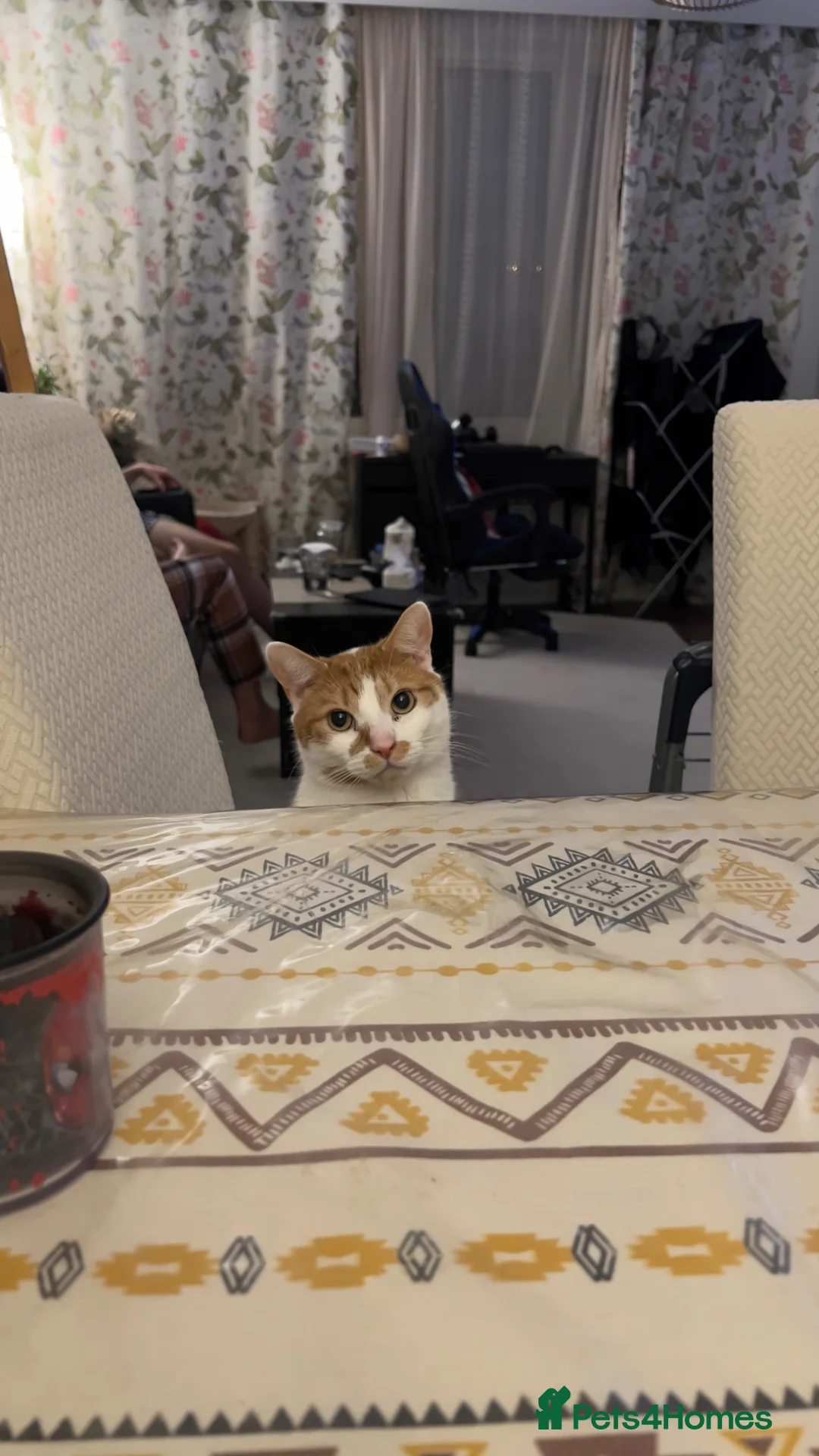 Mixed Breed cats for sale: Male Indoor Cat Needs Rehoming  - Advert 2
