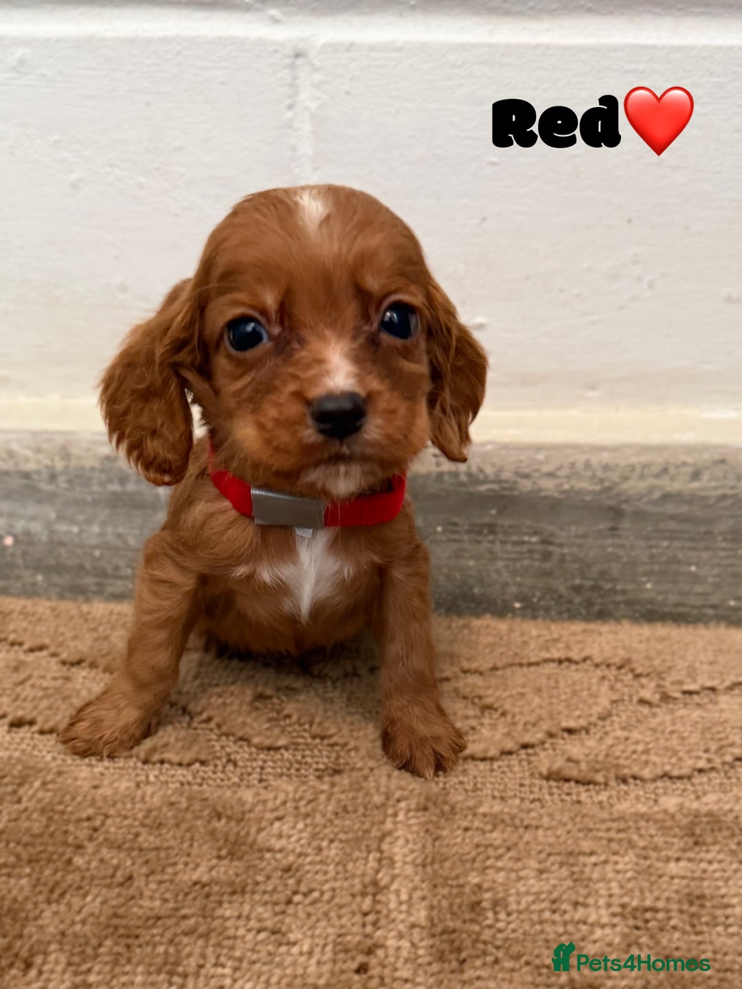 Cocker Spaniel dogs for sale: Beautiful cocker spaniel pups for sale! - Advert 1