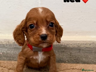 Cocker Spaniel dogs Beautiful cocker spaniel pups for sale! - Advert 2