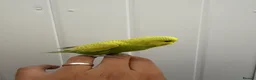 Budgerigars birds for sale: Two Beautiful Home Reared Baby Budgies 💚 in London - Advert 3