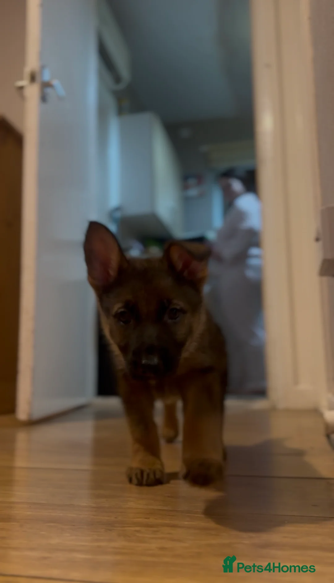 German Shepherd dogs for stud: Simba in Doncaster - Advert 12