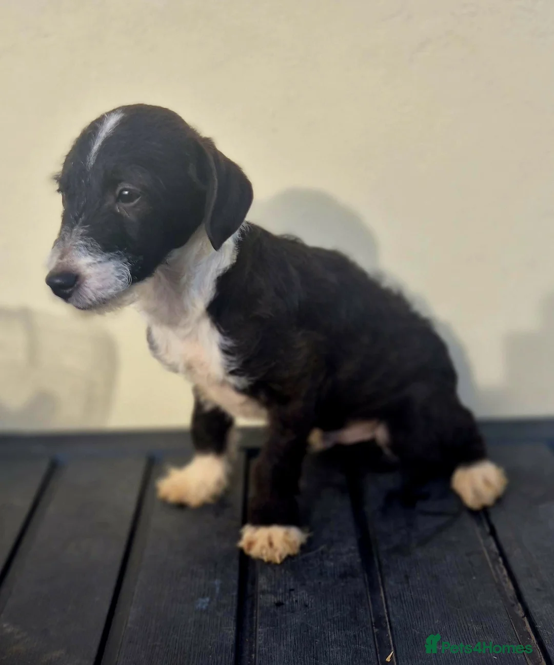 Jackapoo dogs for sale: Beautiful jackapoo puppies - Advert 1