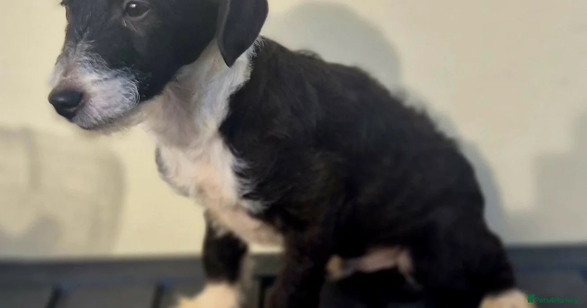 Beautiful jackapoo puppies for sale in Basildon | Pets4Homes