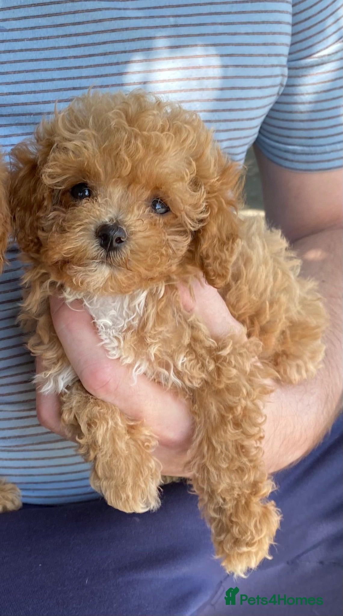Maltipoo dogs RARE XS teddy face Asian maltipoo male puppy  - Advert 7