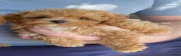 Maltipoo dogs for sale: RARE Asian teddy face maltipoo male puppy  **  - Advert 4