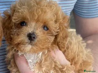 Maltipoo dogs RARE XS teddy face Asian maltipoo male puppy - Advert 7