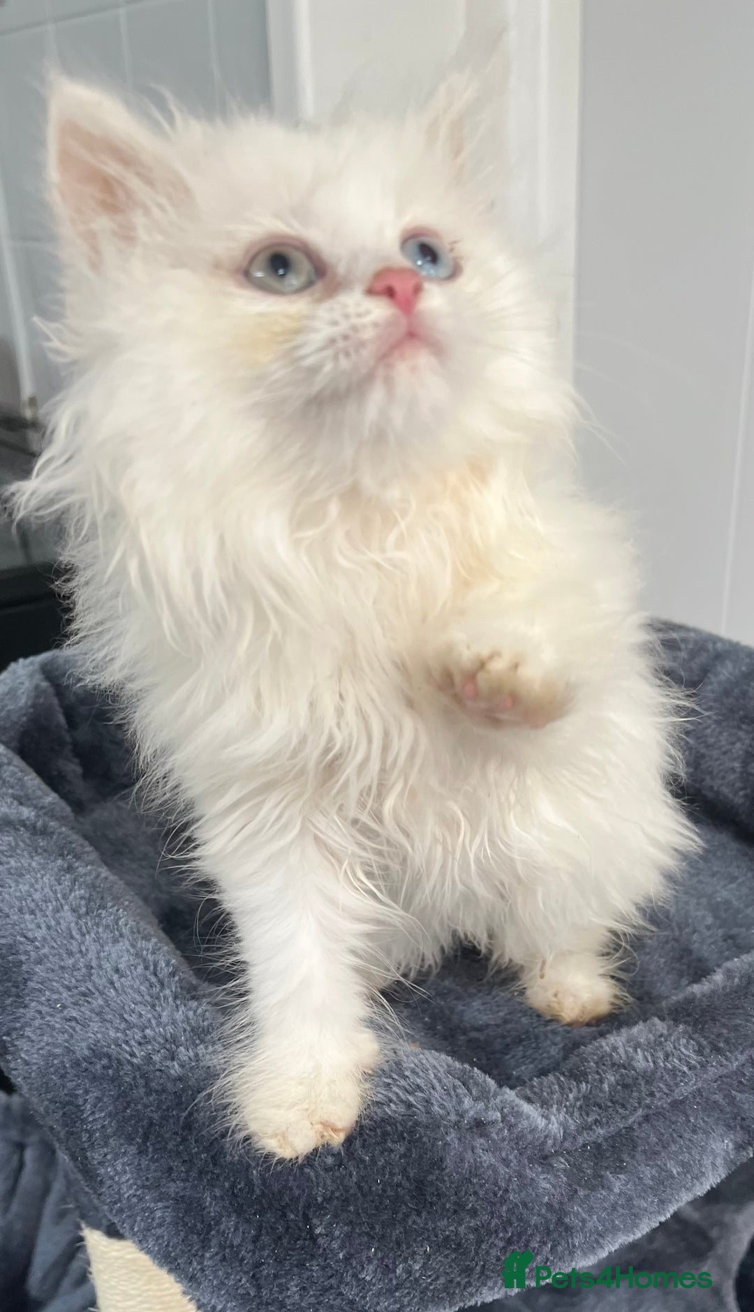 Turkish Angora cats for sale: Stunning Turkish Angora x Persian kittens  - Image 13