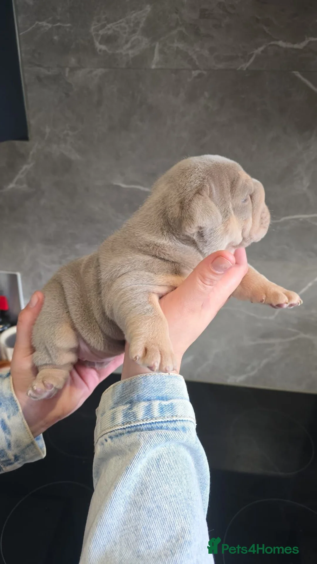 English Bulldog dogs for sale: Exceptional Lilac Tri English bulldog puppies - Advert 2