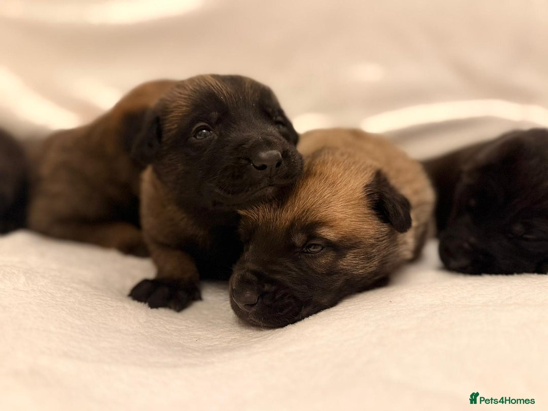 Belgian Shepherd Dog dogs for sale: Top working bloodline belgian malinois puppies - Advert 10