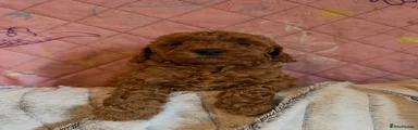 Toy Poodle Puppy 3