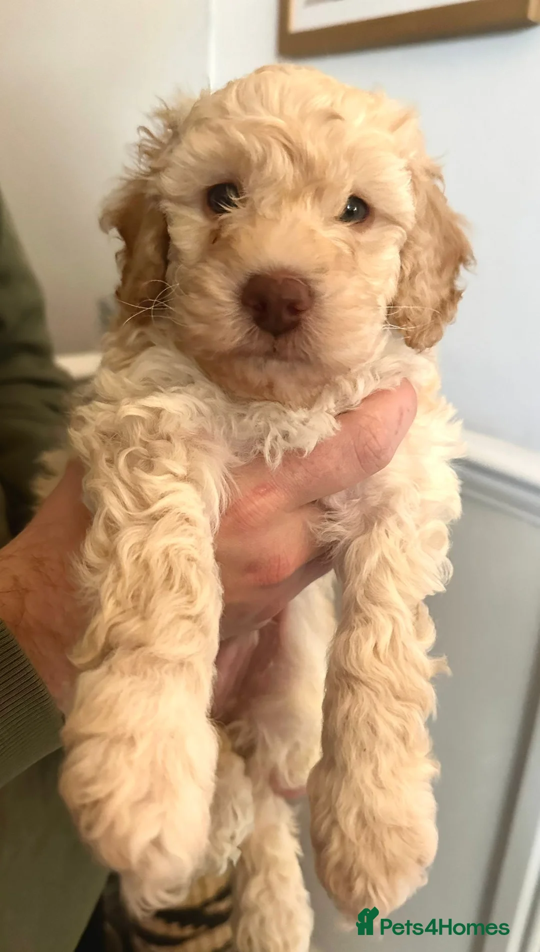 Miniature Poodle dogs for sale: Gorgeous pure bred miniature poodles - Advert 36
