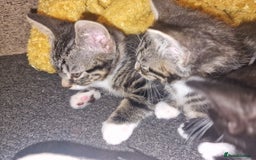 Mixed Breed cats for sale: Kitten for sale. A beautiful girl! - Advert 19