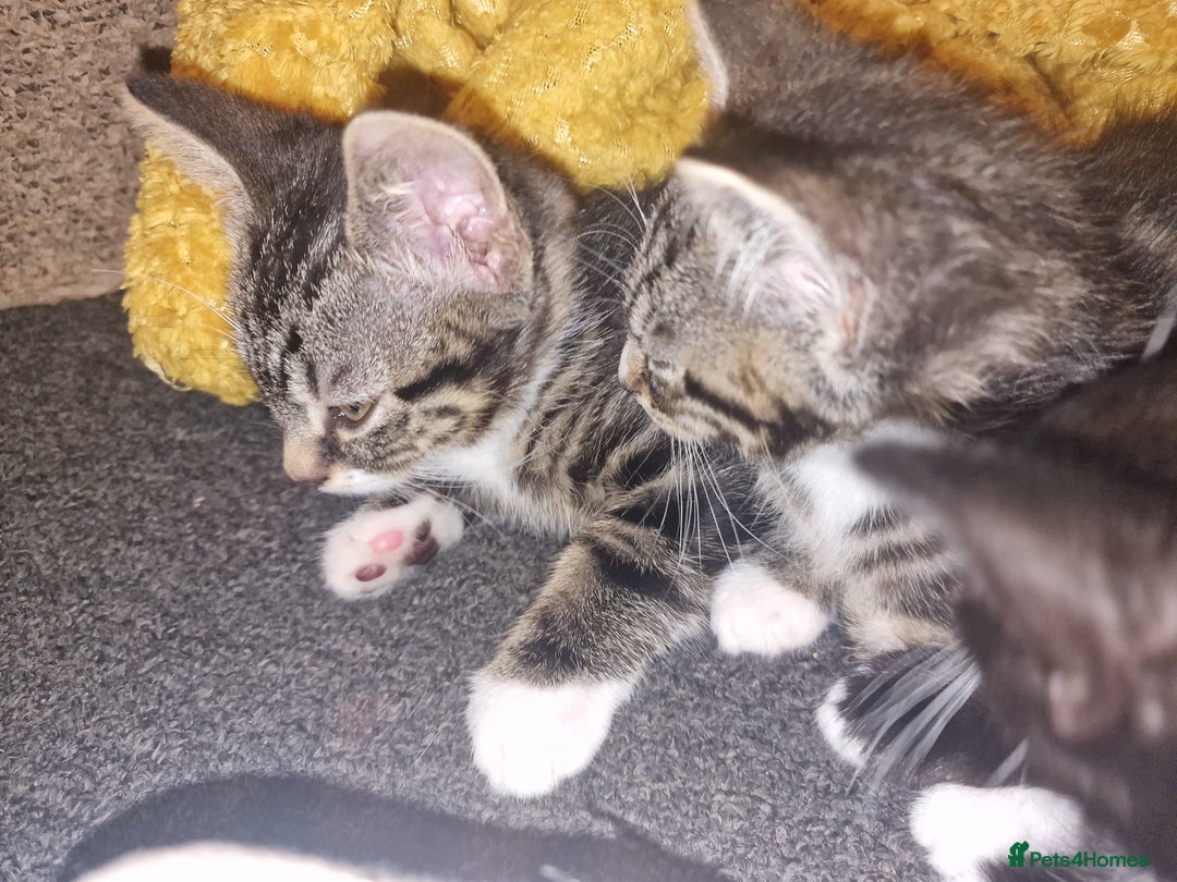 Mixed Breed cats for sale: Kitten for sale. A beautiful girl! - Advert 19