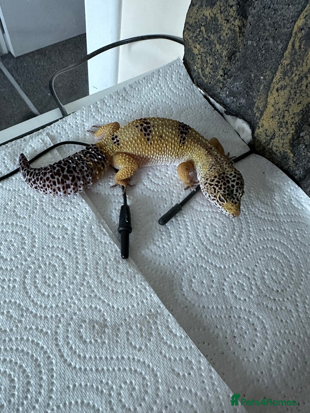 Gecko reptiles for sale: Female leopard gecko sale - Advert 1