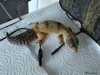 Gecko reptiles Female leopard gecko sale - Advert 4