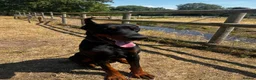 Dobermann dogs for sale: Beautiful Rescue Boy  - Advert 2