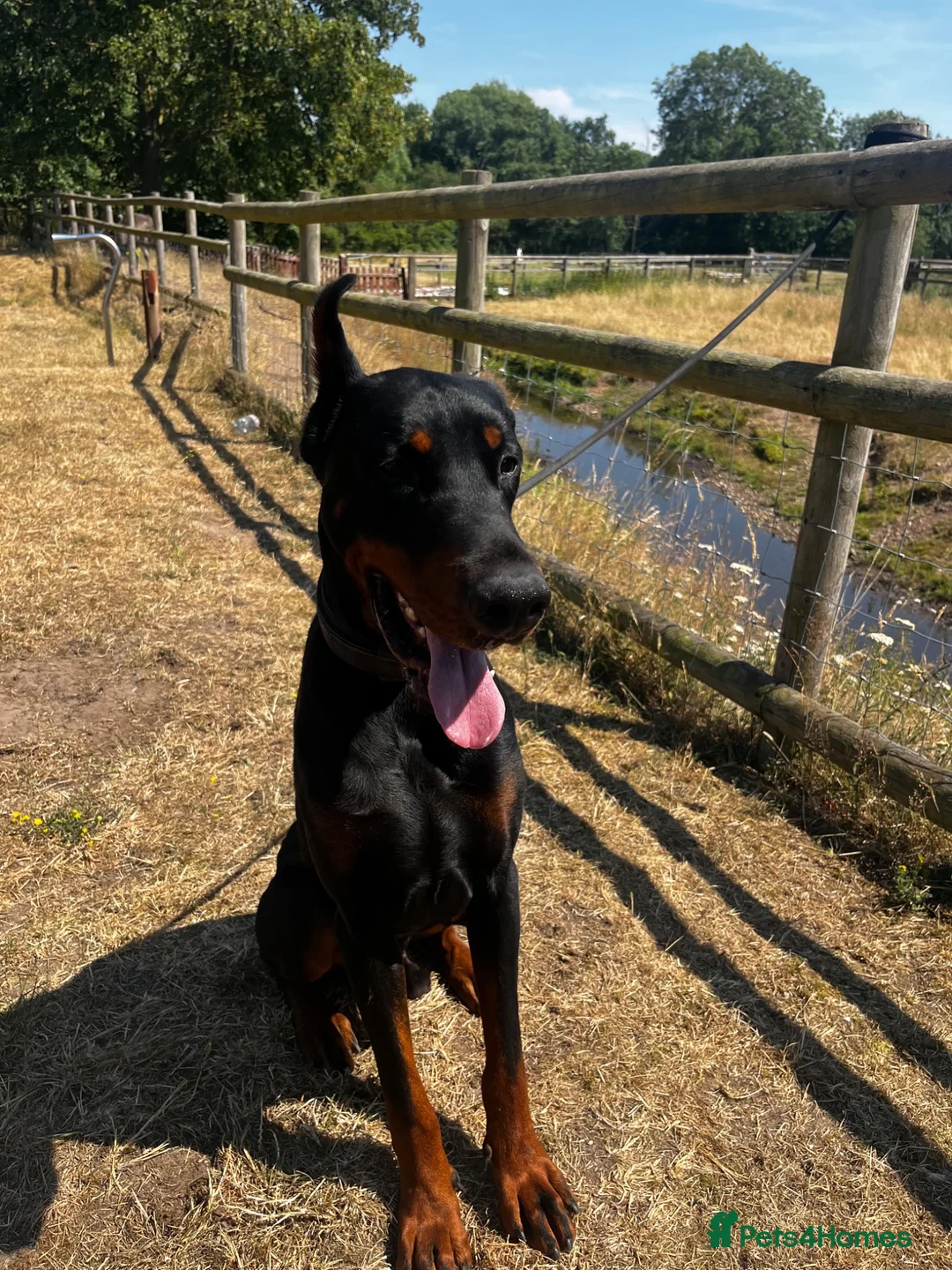 Dobermann dogs for sale: Beautiful Rescue Boy  - Advert 2