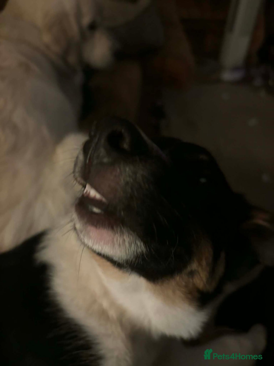 Border Collie dogs for sale: Tri colour border collie - Advert 8