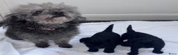 Toy Poodle dogs for sale: Adorable Toy Poodle puppies  - Advert 2