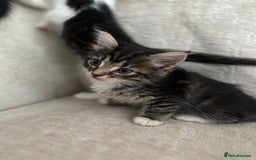 Mixed Breed cats for sale: 5 Beautiful Kittens - Image 8