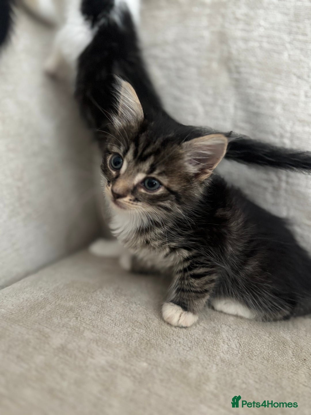 Mixed Breed cats for sale: 5 Beautiful Kittens - Image 8