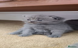 British Shorthair cats for sale: Beautiful fluffy British blue babies ready at  **  - Advert 19