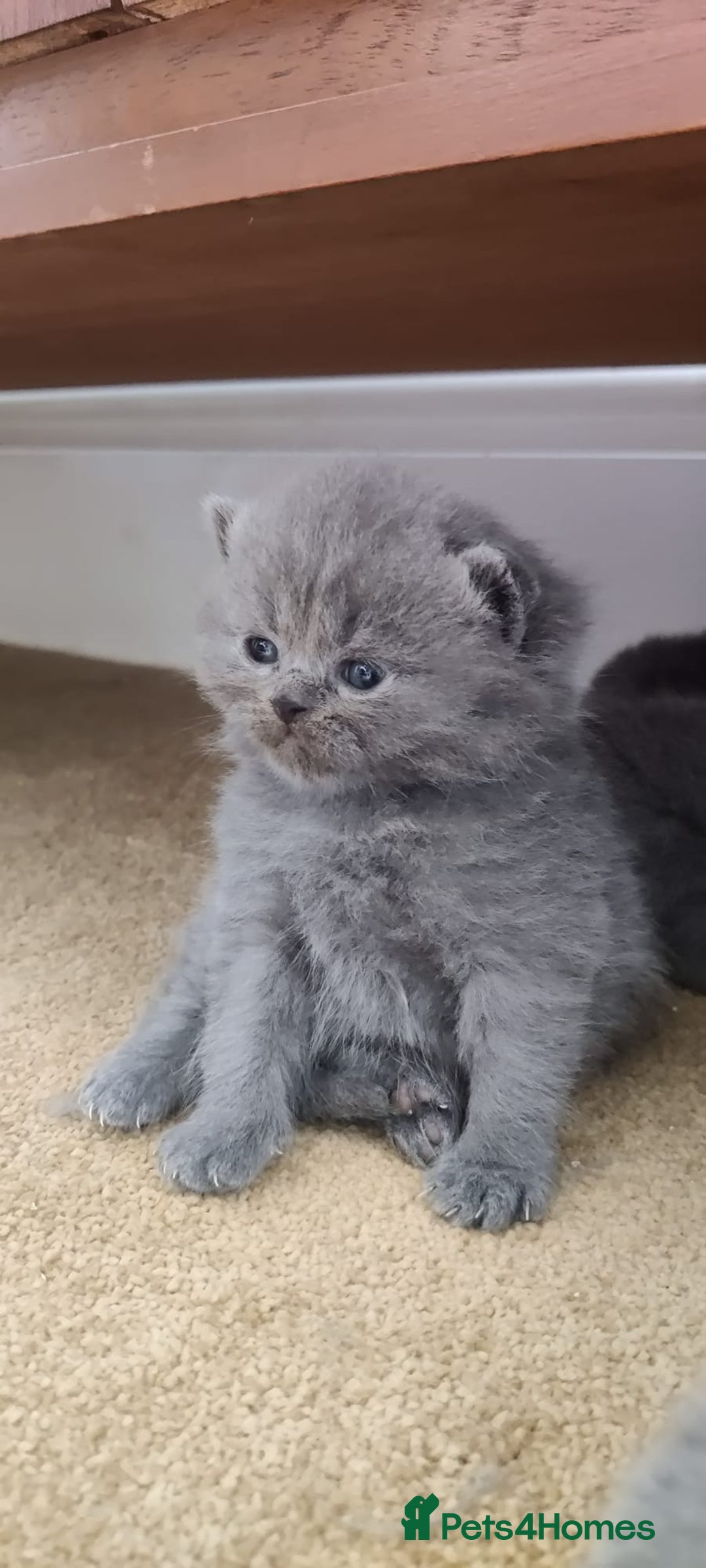 British Shorthair cats for sale: Beautiful fluffy British blue babies ready at  **  - Advert 19