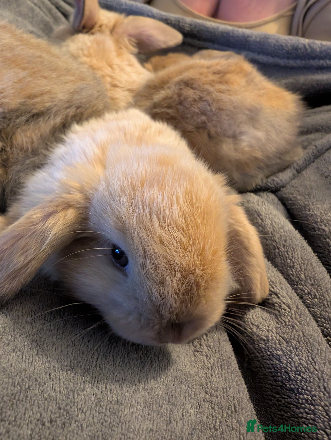 Mini Lop rabbits for sale: Five female Mini lops for sale - Advert 10