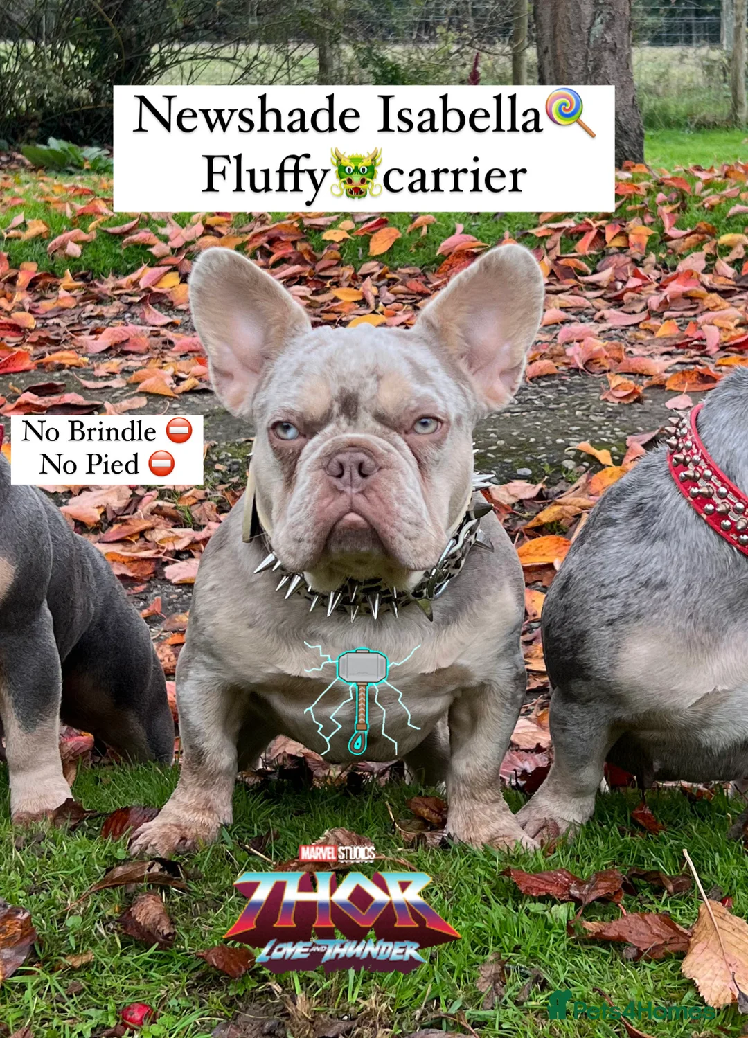 French Bulldog dogs for stud: THOR Newshade Isabella Fluffy carrier in Stevenage - Advert 5