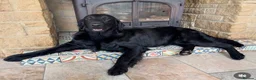 Flat coated Retriever dogs for sale: Long awaited Flatcoat litter.  - Advert 3