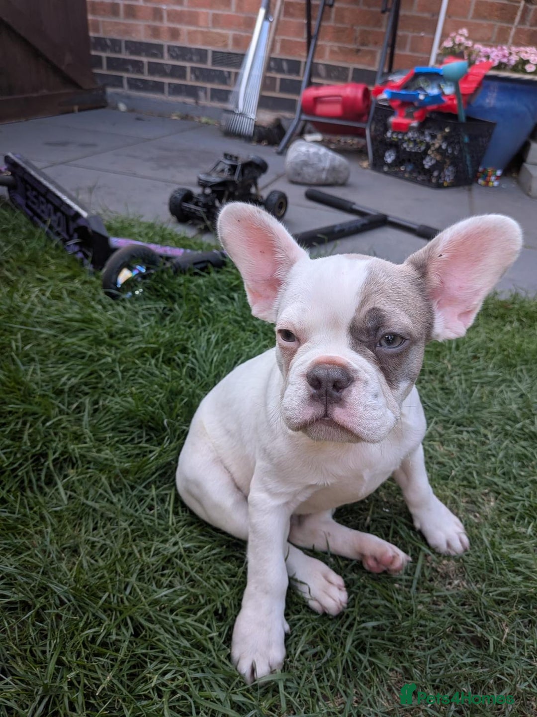 French Bulldog dogs for sale: fluffy carrier French bulldog girls  - Image 7