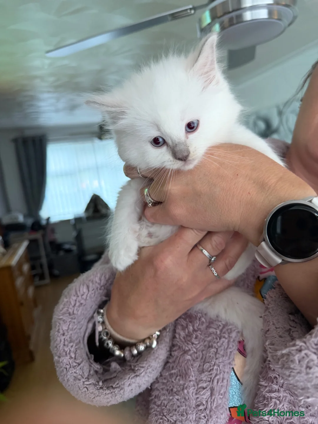 Ragdoll cats for sale: Beautiful ragdoll kittens ready now!! - Advert 1