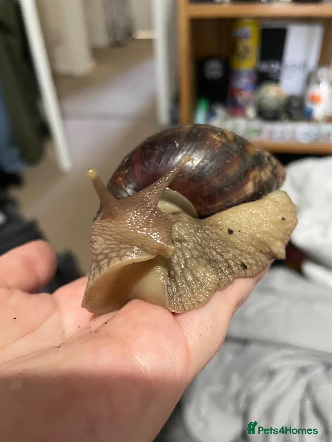 Snails invertebrates for sale: Two African land snails. Hawkins and Mr Whatsit  in Hook - Advert 6