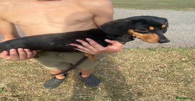 Dachshund dogs - Advert 5