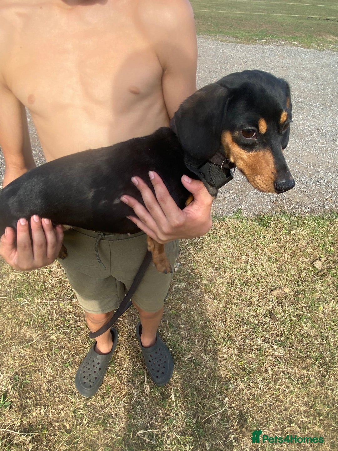 Dachshund dogs for sale: black and tan miniature Dachshund girl - Image 3