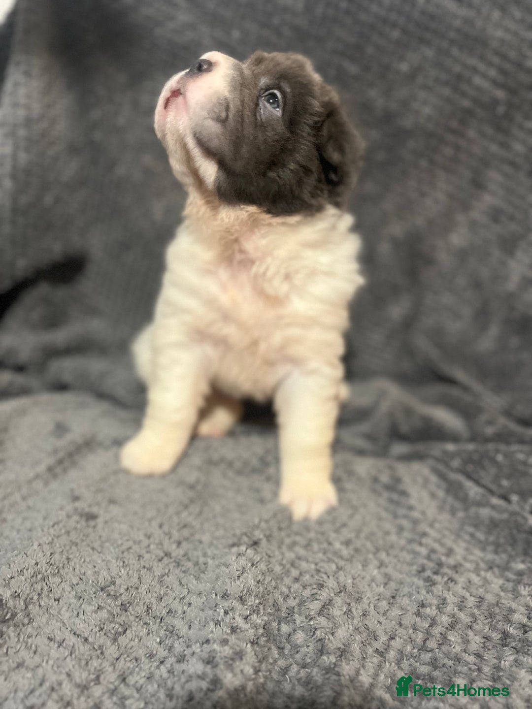 Shar Pei dogs for sale: Ready now amazing bear coat !!!!  - Advert 30