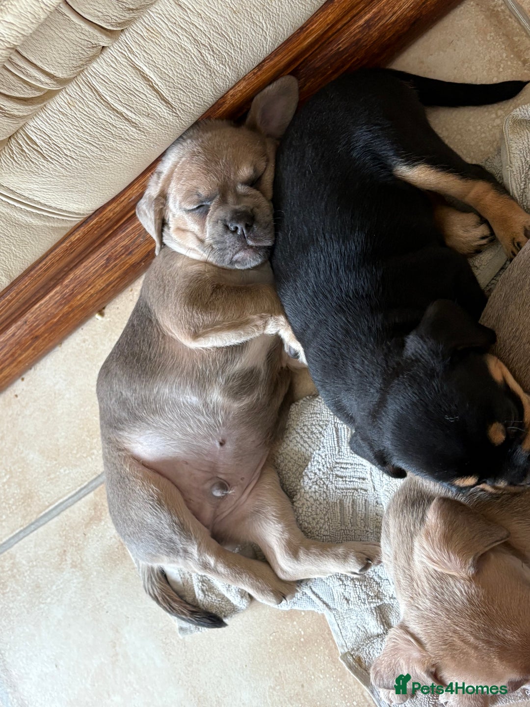 Mixed Breed dogs for sale: French bullhuahua - Image 34