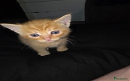 Mixed Breed cats for sale: 7 week old mixed breed kitten  - Image 5