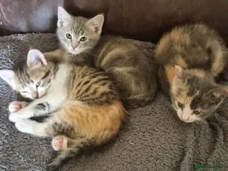 Mixed Breed cats Pretty kittens looking for loving homes - Advert 2