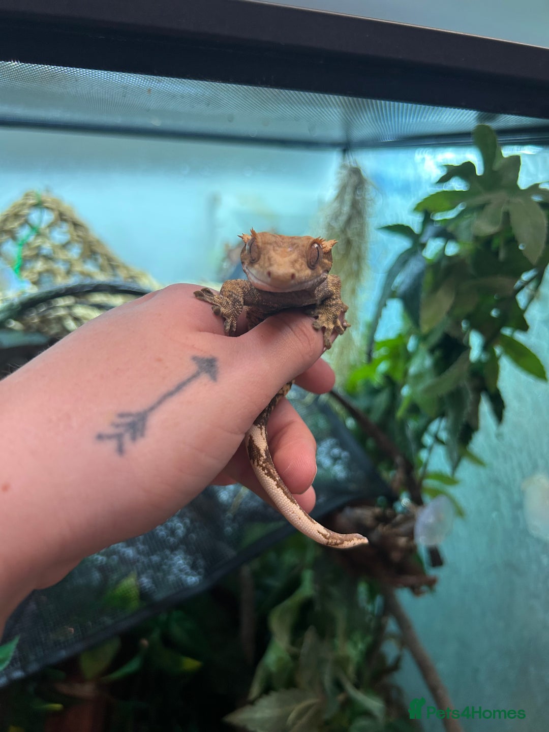 Gecko reptiles for sale: Crested gecko with full vivarium  - Image 6
