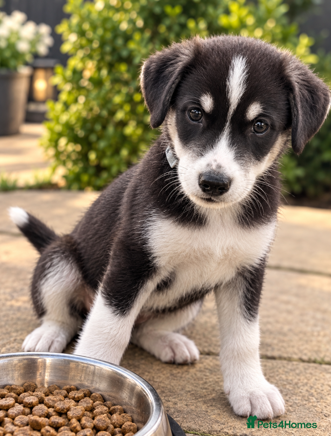 Mixed Breed dogs Puppy’s for finding there forever home  - Advert 5