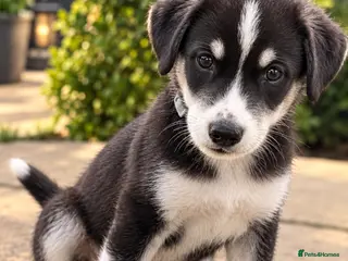 Mixed Breed dogs Puppy’s for finding there forever home - Advert 5