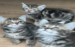 Mixed Breed cats for sale: Gorg loving kitties 4 the best homes only  - Image 10