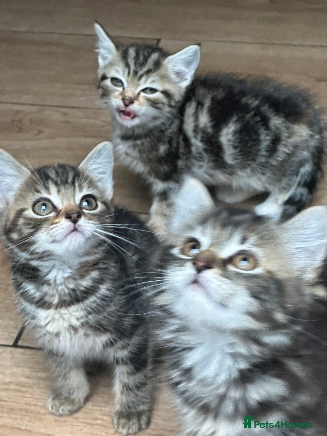 Mixed Breed cats for sale: Gorg loving kitties 4 the best homes only  - Image 10