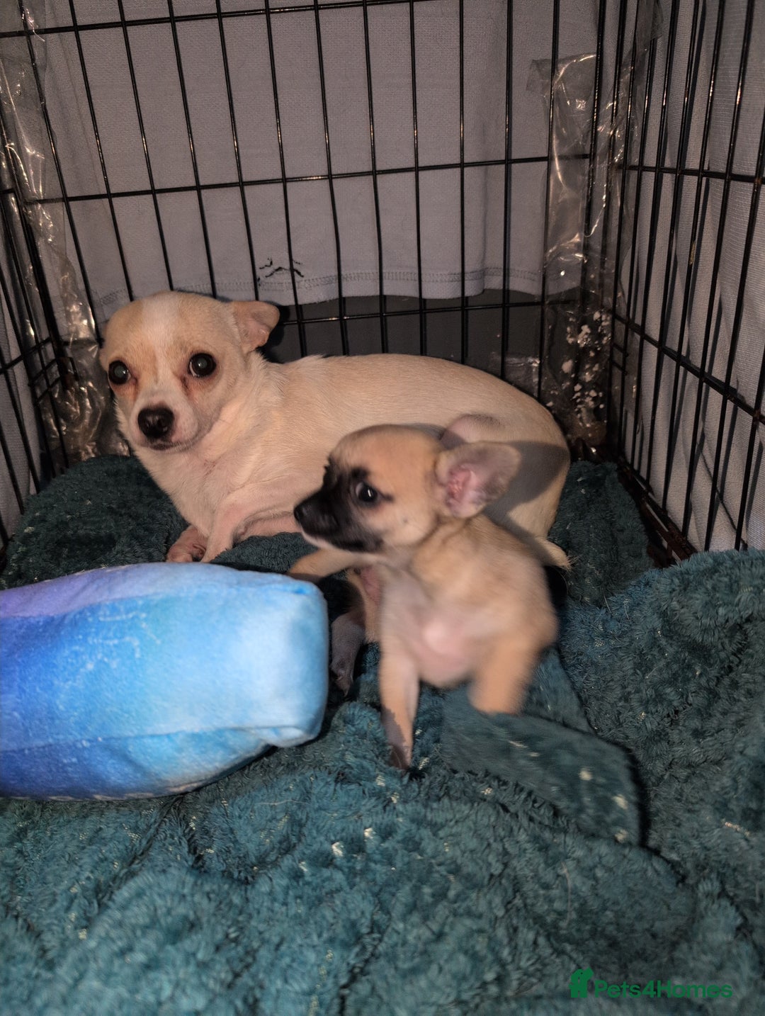 Chihuahua dogs for sale: Chihuahua puppy  - Image 2
