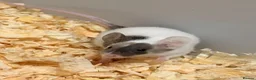 Mouse rodents for sale: Beautiful Baby Mice Males and Females - Advert 2